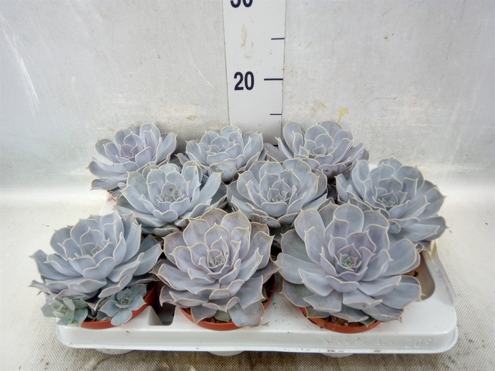 <h4>Echeveria lilacina</h4>