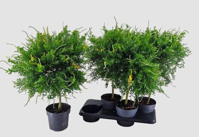 <h4>GENISTA X SP</h4>