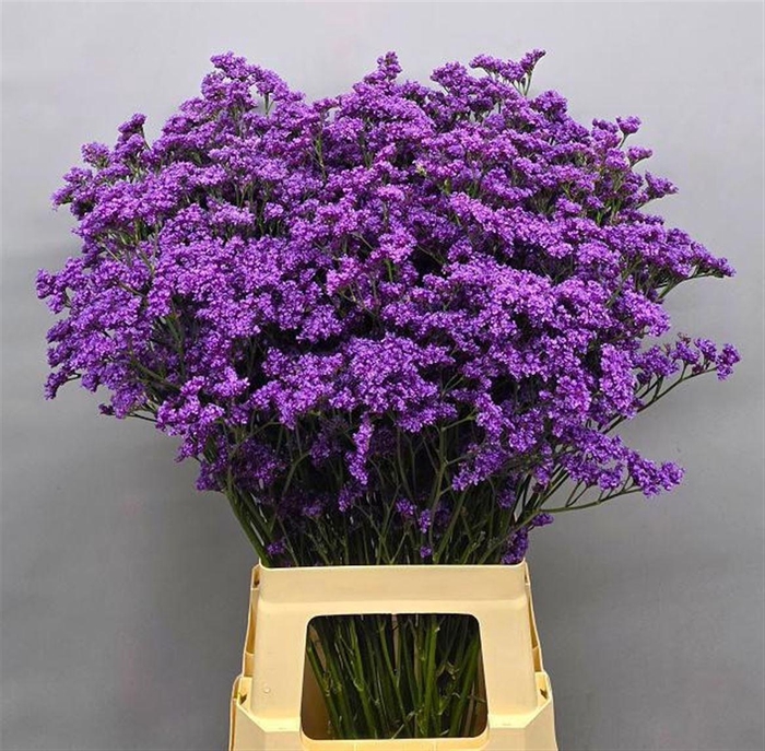 <h4>Lim Sin Kansas Blue</h4>