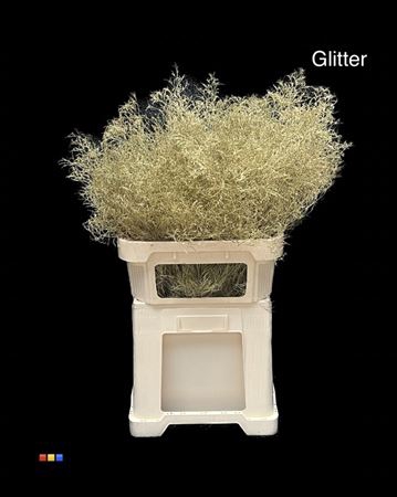 Limonium Gold + Glitter Bio