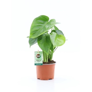 Monstera deliciosa