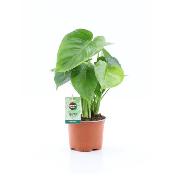 <h4>Monstera deliciosa</h4>