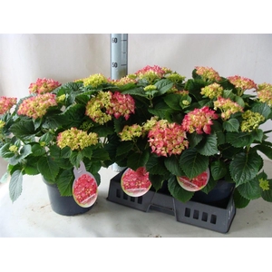 Hydrangea mac.   ...