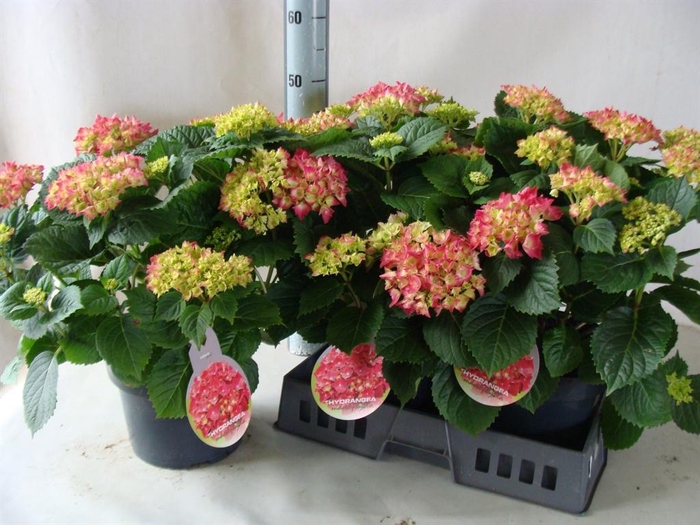 <h4>Hydrangea mac.   ...</h4>