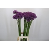 Allium Gladiator
