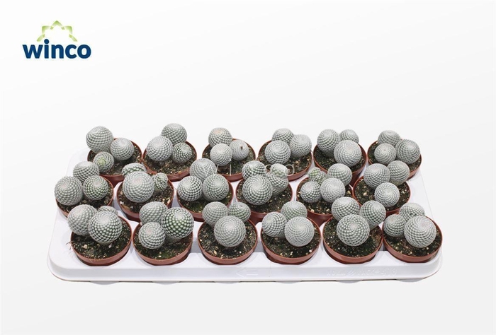 Mammillaria Microthele Superfina (group)