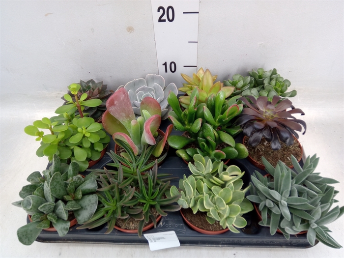 <h4>Succulents   ...</h4>