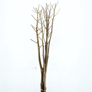 Dried Ferule Communis (p Stem)