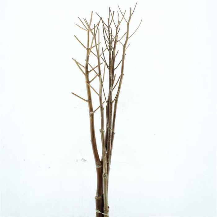Dried Ferule Communis (p Stem)