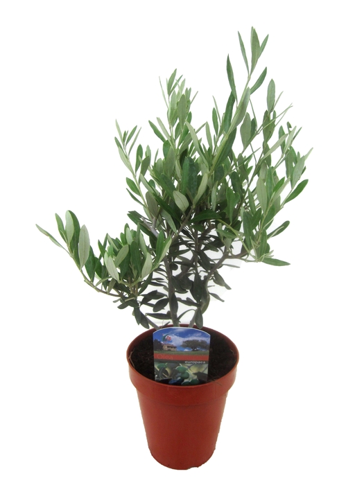 <h4>Olea europaea</h4>