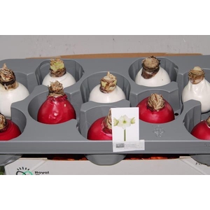 Bloembol Hippea Wax Rood/wit