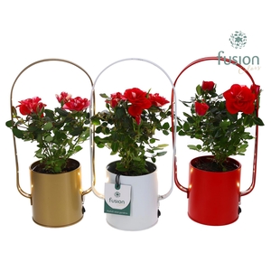 Led planter zink boog met Potroos