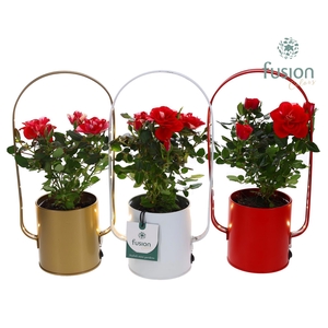 Led planter zink boog met Potroos