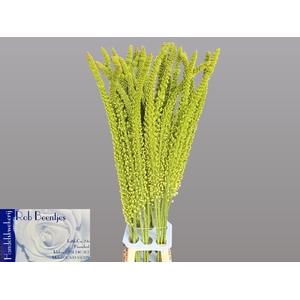 EREMURUS ALASKA