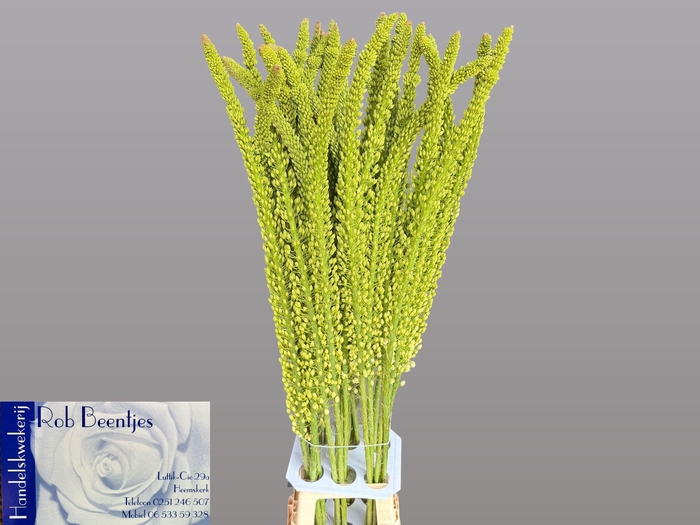 <h4>EREMURUS ALASKA</h4>