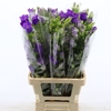 Campanula Champion Blue