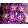 ECHEV RAINBOW PURPLE 