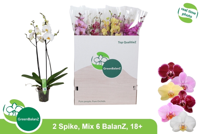 <h4>PHAL GEM 6 KL</h4>