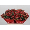 Hypericum True Romance