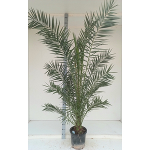 PHOENIX CANARIENSIS