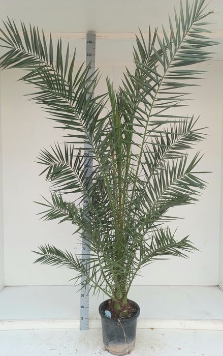 <h4>PHOENIX CANARIENSIS</h4>