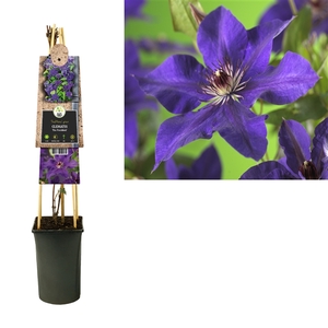 Clematis 'The President' +3.0 label