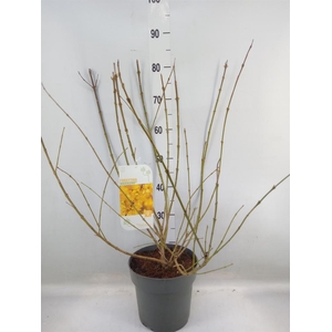 Forsythia intermedia 'Weekend'