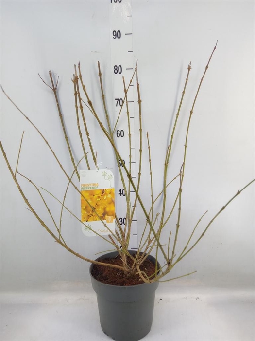 <h4>Forsythia intermedia 'Weekend'</h4>