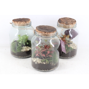 arr3 WR - Terrarium Neptunes