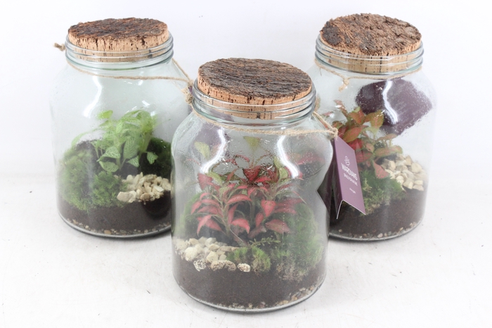 <h4>arr3 WR - Terrarium Neptunes</h4>