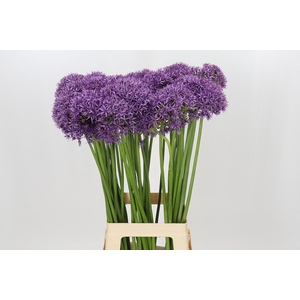 Allium Violet Beauty