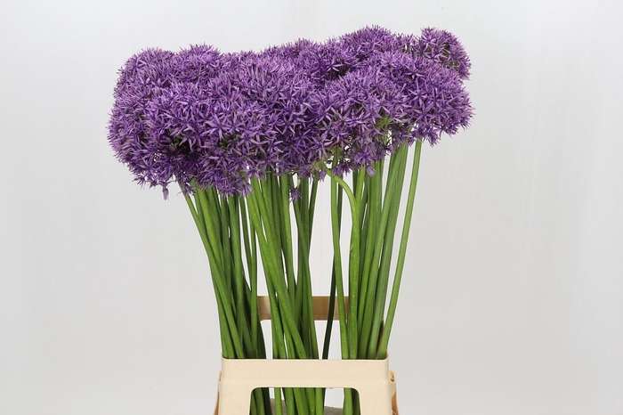 <h4>Allium Violet Beauty</h4>