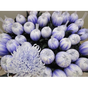 Chr G Tutu Pastel Lilac