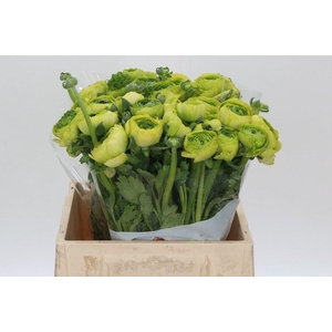 Ranunculus Real Jean