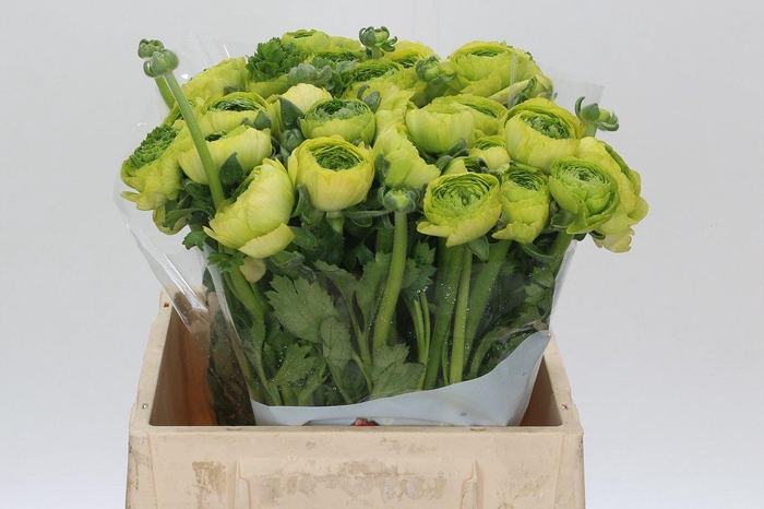 <h4>Ranunculus Real Jean</h4>