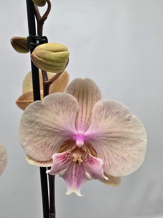 <h4>Limited 03 week 5</h4>