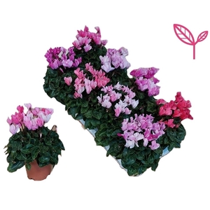 Cyclamen CRAYON