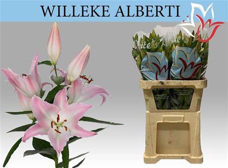 <h4>Li Or Willeke Albert 6+</h4>