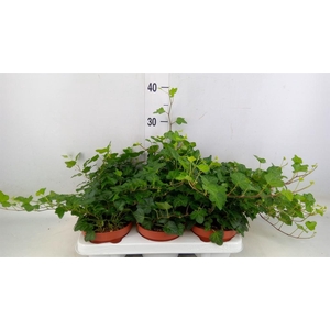 Hedera helix 'Wonder'