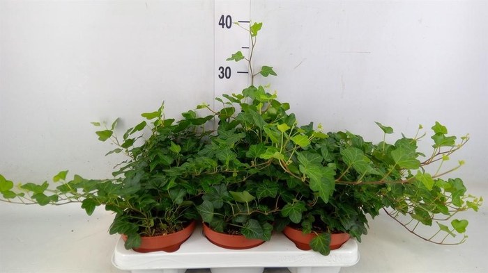 <h4>Hedera helix 'Wonder'</h4>