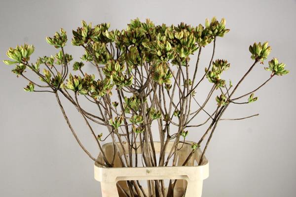 <h4>Rhodo. Limoen</h4>