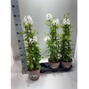 arr8 Plumbago Auriculata