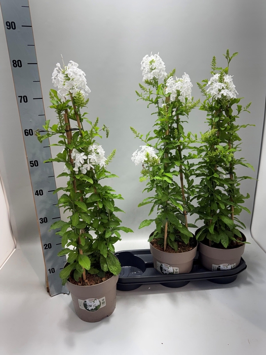 arr8 Plumbago Auriculata
