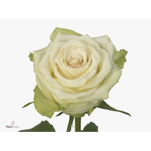 Rosa Adalonia