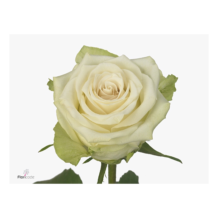 <h4>Rosa Adalonia</h4>