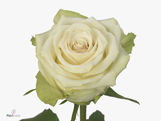 Rosa Adalonia