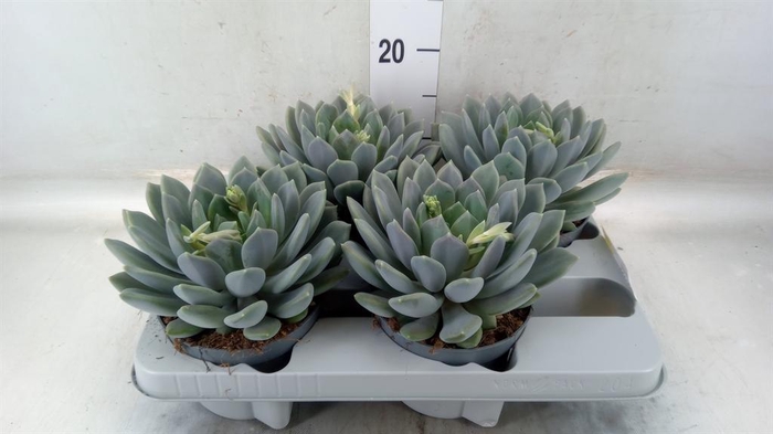 <h4>Pachyphytum 'Draco'</h4>