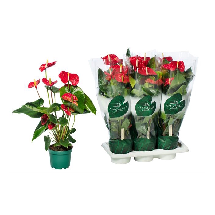 <h4>Anthurium Andreanum Madural 17Ø 65cm 6fl</h4>
