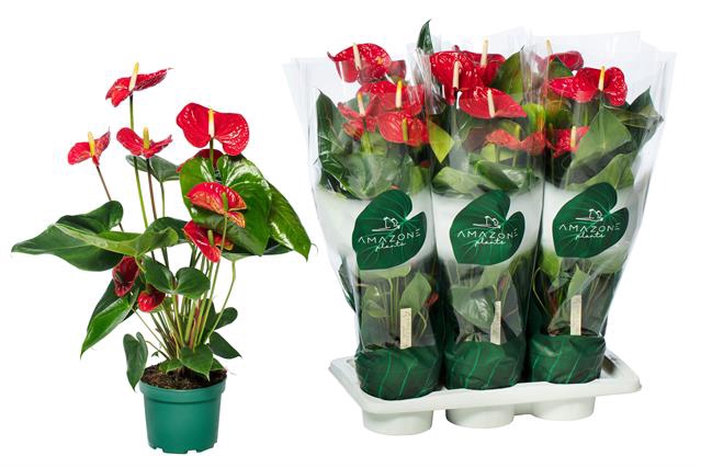 Anthurium Andreanum Madural 17Ø 65cm 6fl