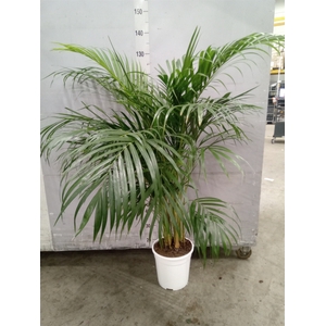 Dypsis lutescens   ...Chrysalidoca
